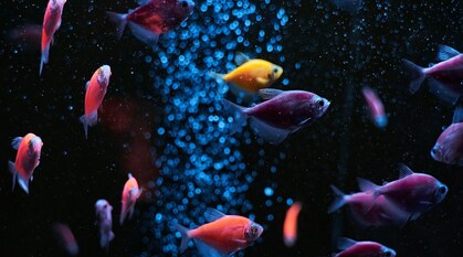 Brightly coloured fish swimming in a tank
