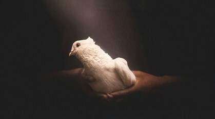 A dove clasped around the wings in two hands, its eyes and pectoralis muscles look ready for flight