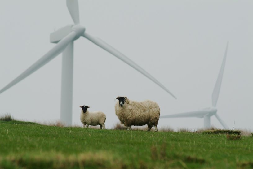 Sheep on a green hill in front of wind turbines